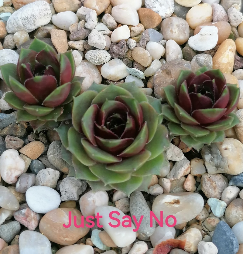 Just Say No (Netzfund)