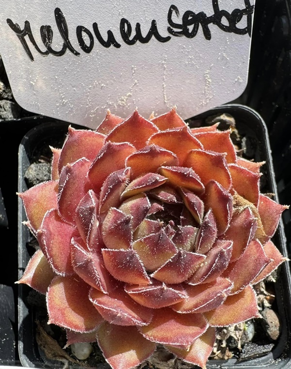 Melonensorbet (Netzfund)