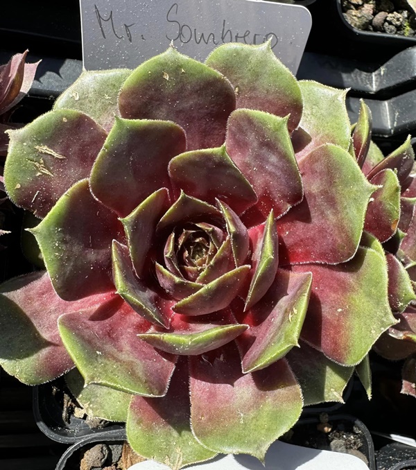 Mr. Sombrero (Netzfund)