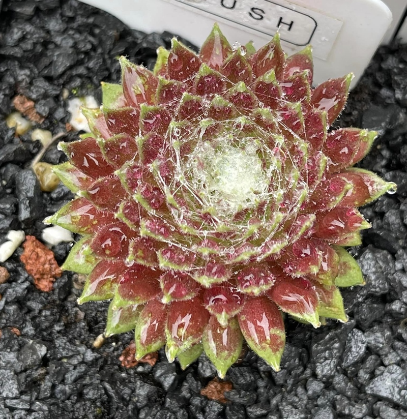 Pink Blush (Netzfund)