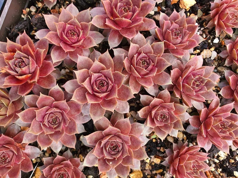 Pink Paloma (NNG)