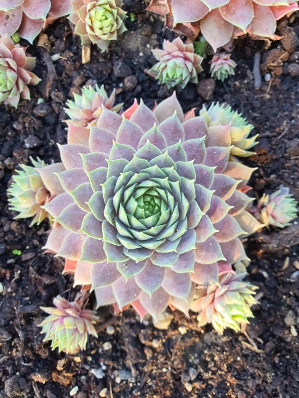 Pink Paloma (NNG)