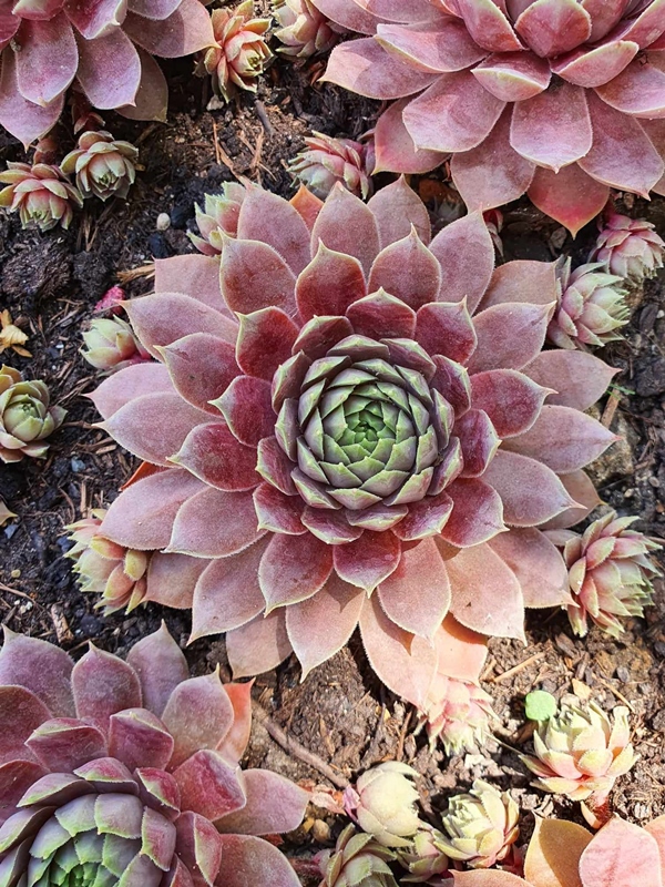Pink Paloma (NNG)