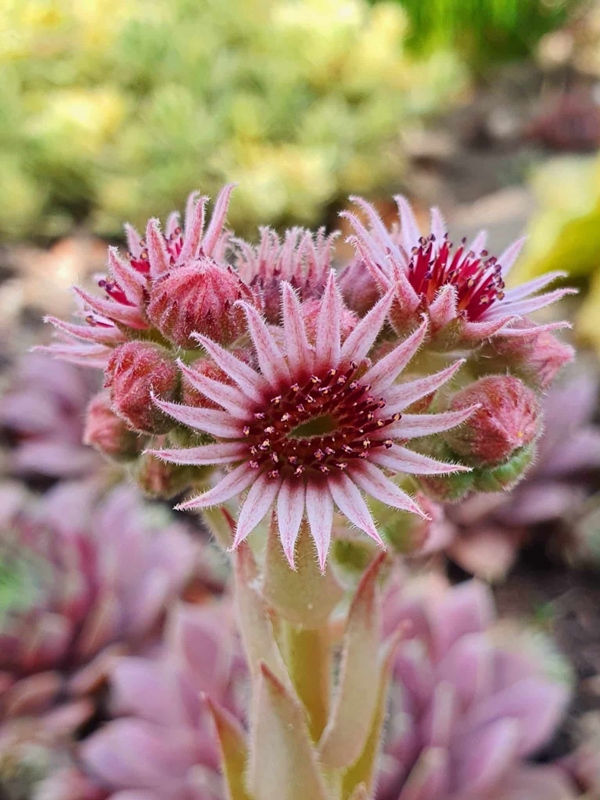 Pink Paloma (NNG)