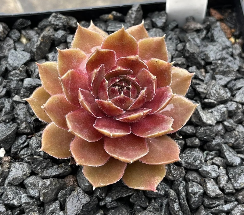 Sandra