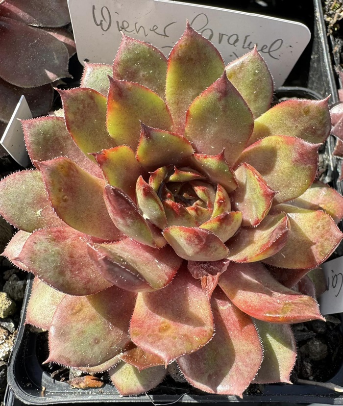 Wiener Caramel (Netzfund)