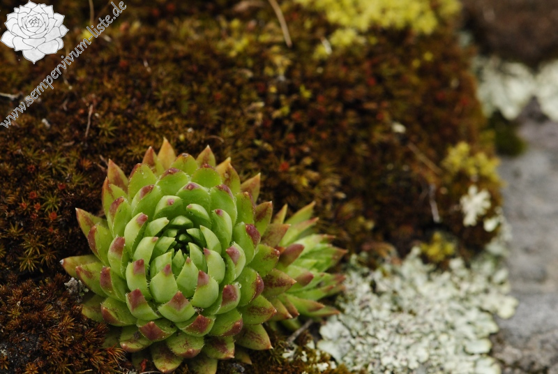 globiferum ssp. hirtum (preissianum) from Jánošíkova skala
