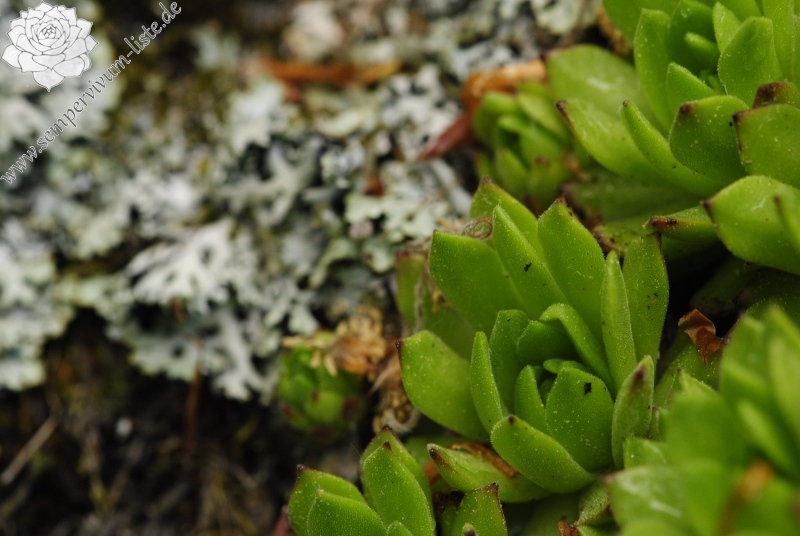 montanum ssp. heterophyllum from Jánošíkova skala