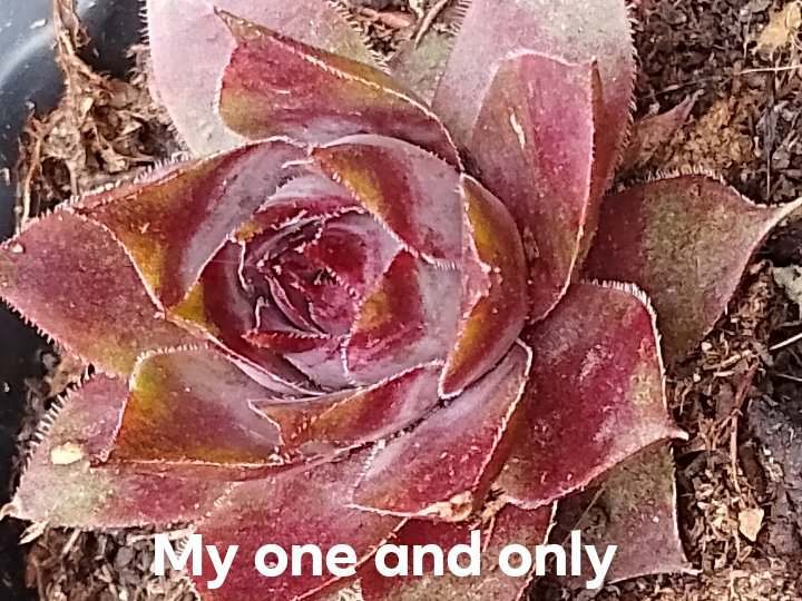 My One And Only