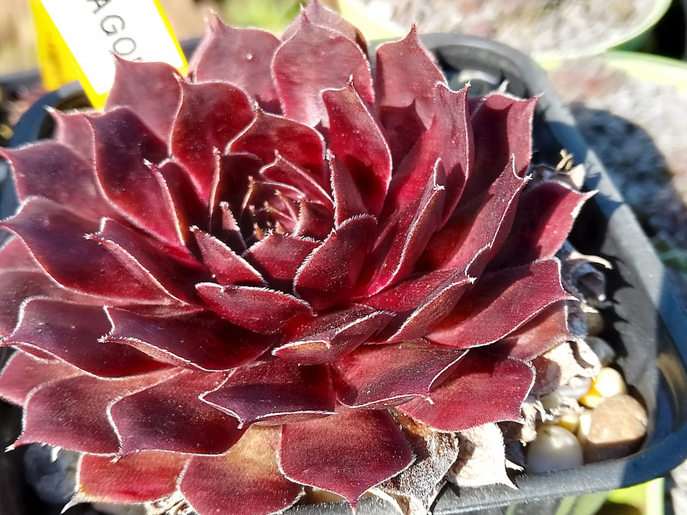 Red Dragon
