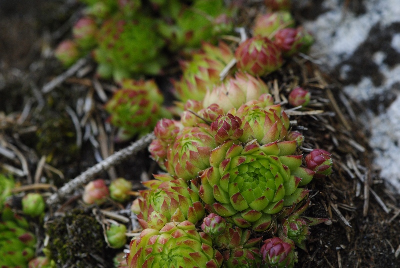 globiferum ssp. arenarium from Fallerhütte