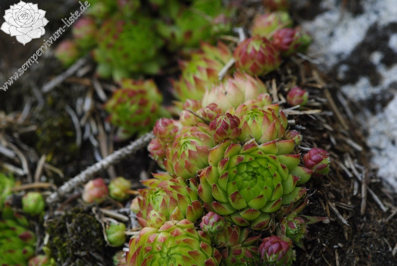 globiferum ssp. arenarium from Fallerhütte