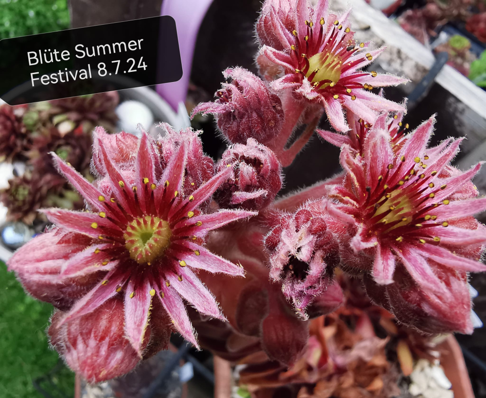 Summer Festival