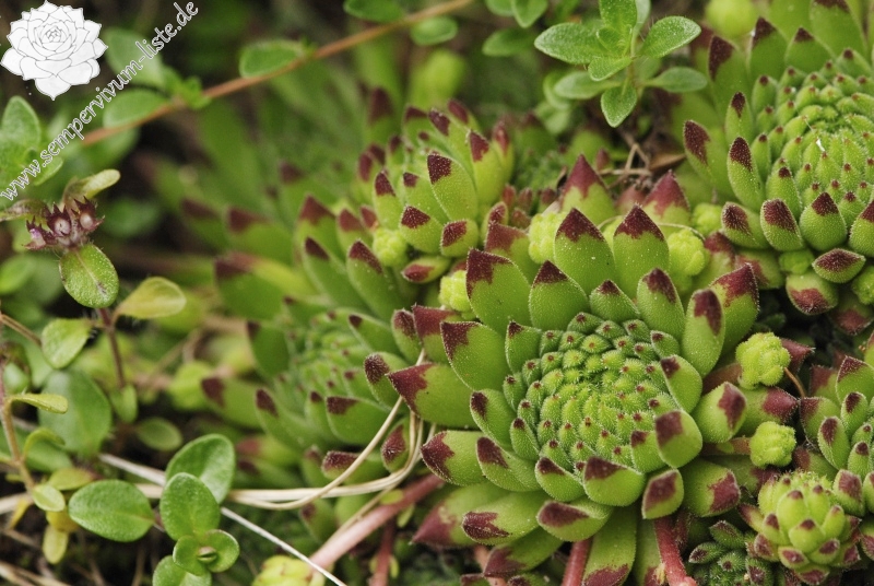 montanum ssp. stiriacum from Wastlbauerhütte, SO