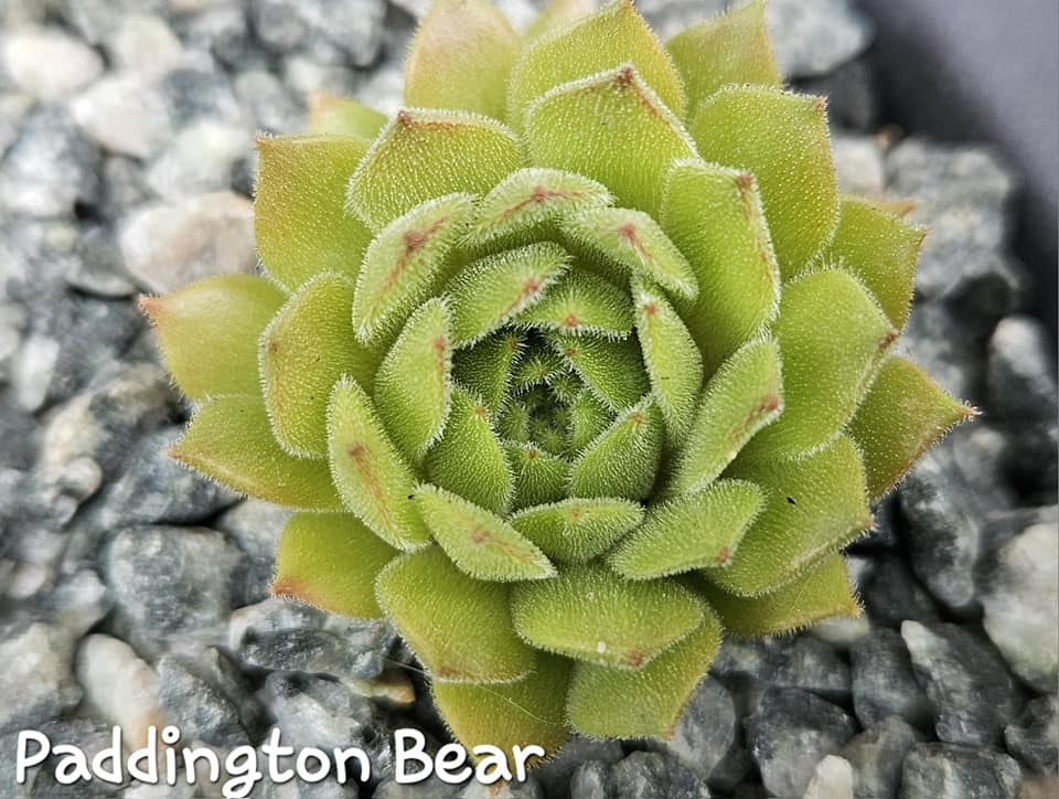 Paddington Bear (NNG)