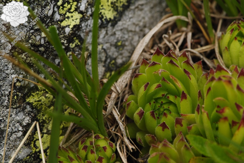 montanum ssp. stiriacum from Arlscharte