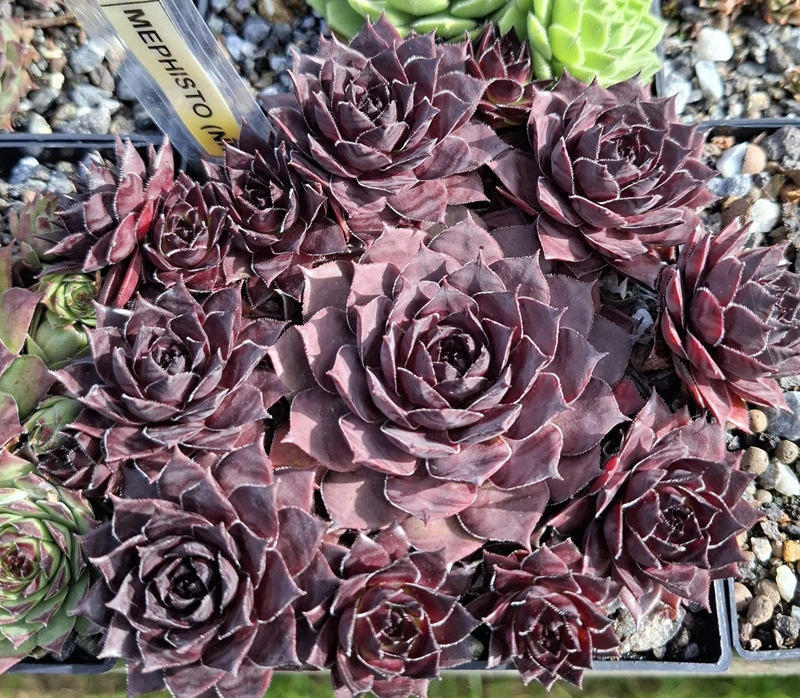 Mephisto