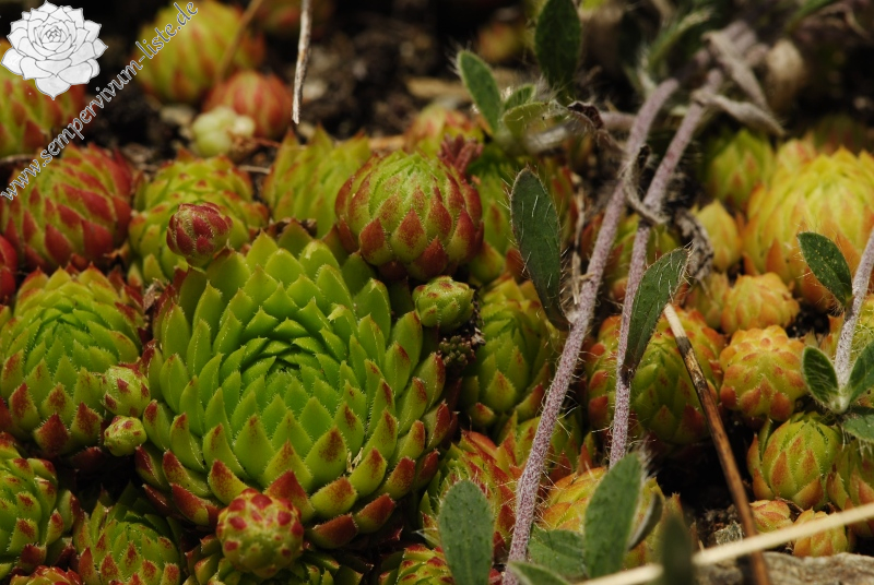 globiferum ssp. arenarium from Anras, SW
