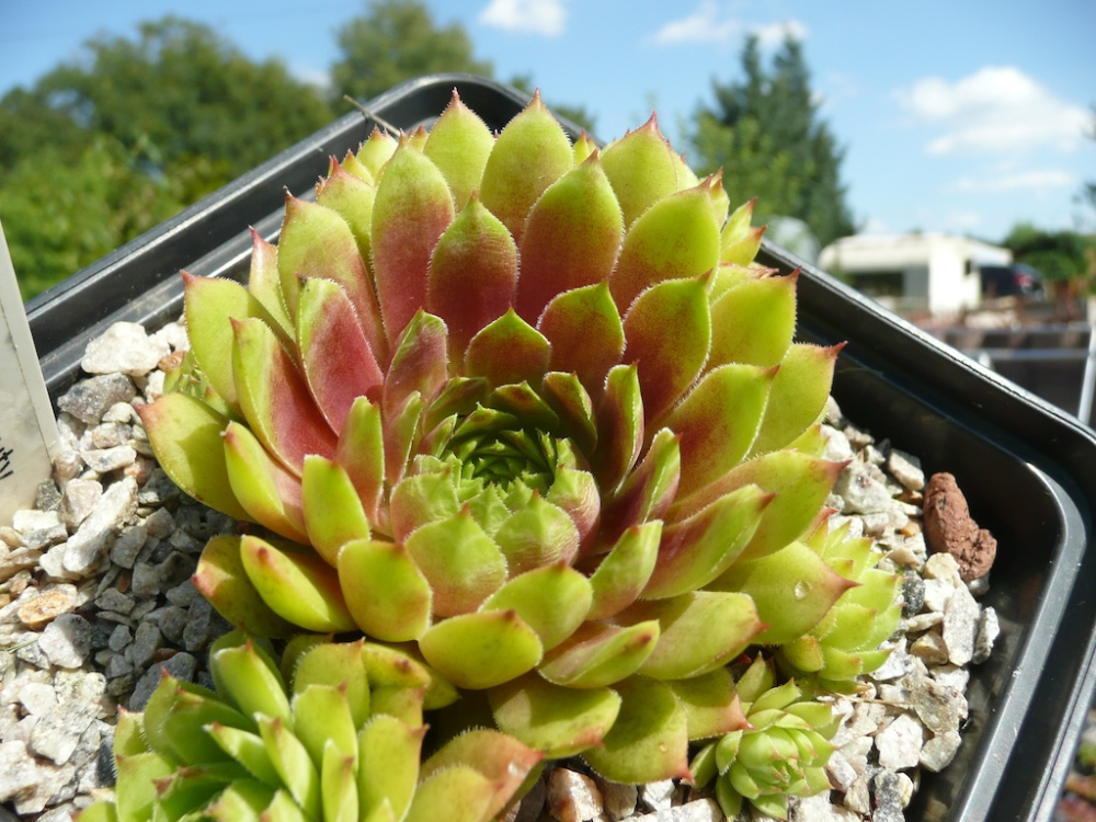 Coral Beauty