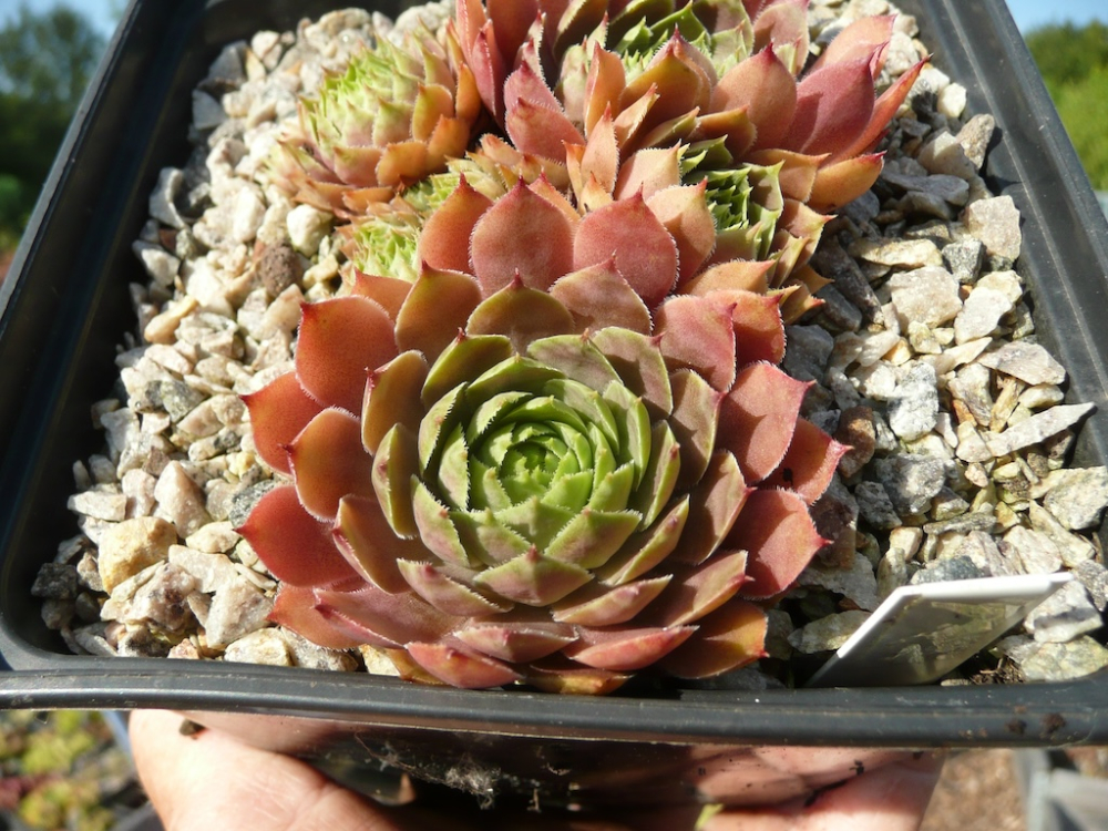  Korspelse Jihene