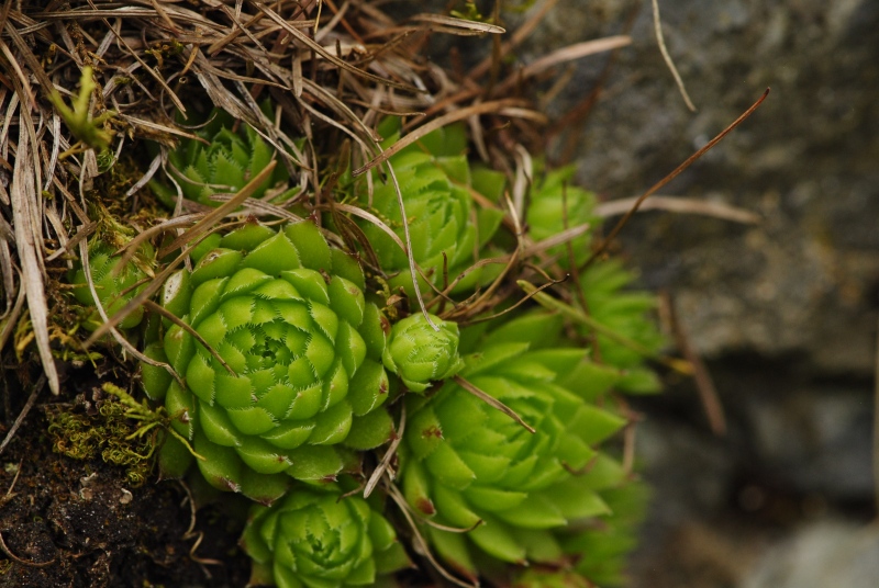 globiferum ssp. arenarium from Panzendorf, unter der Burg Heinfels