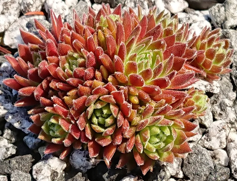 Devils Flame