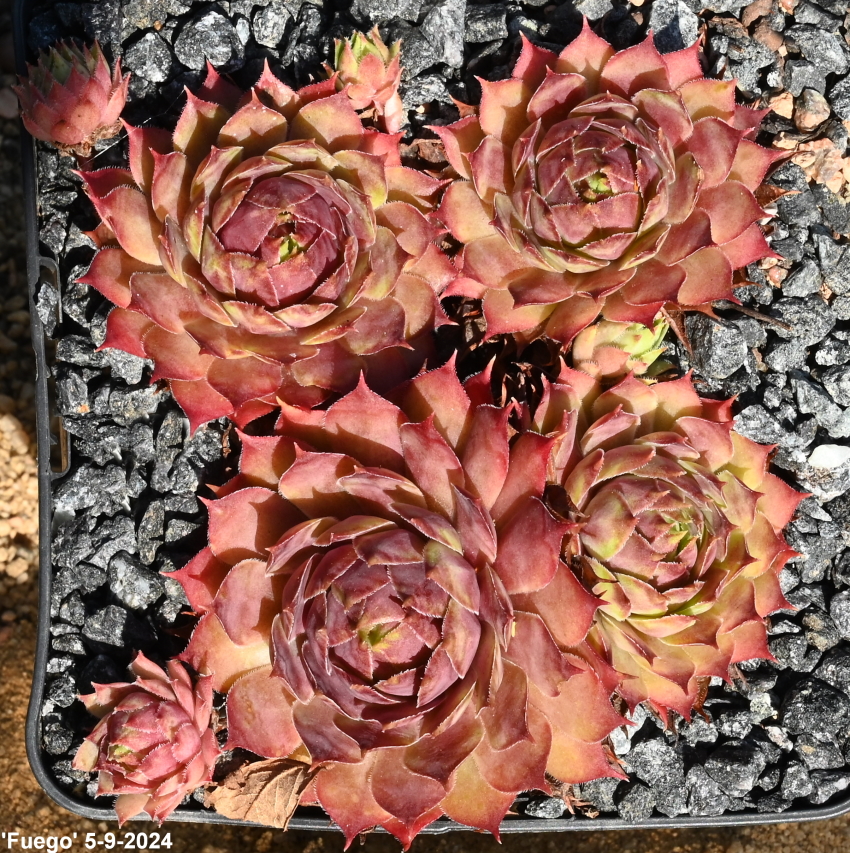 Fuego