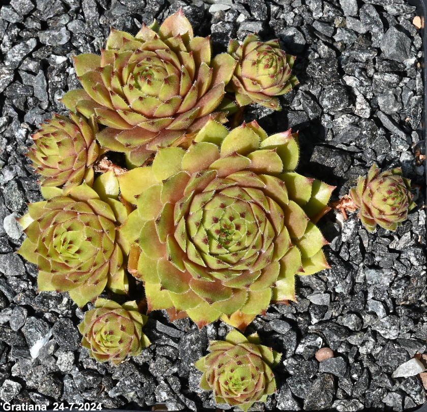 Gratiana