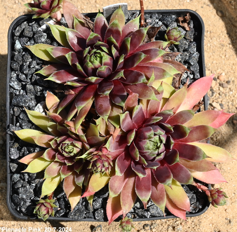Pinnacle Pink