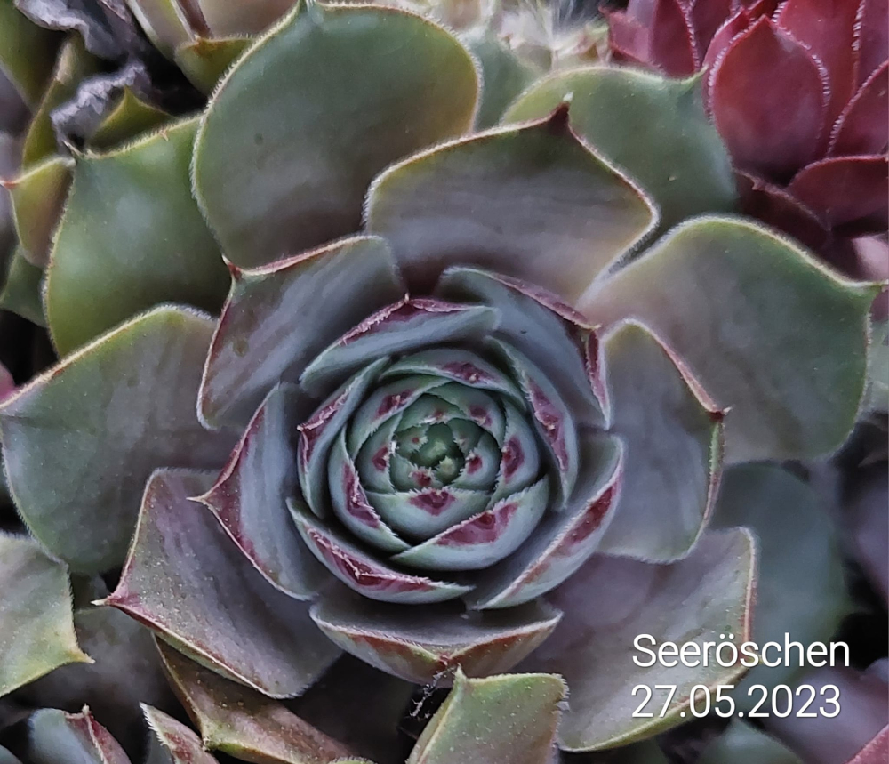 Seeröschen