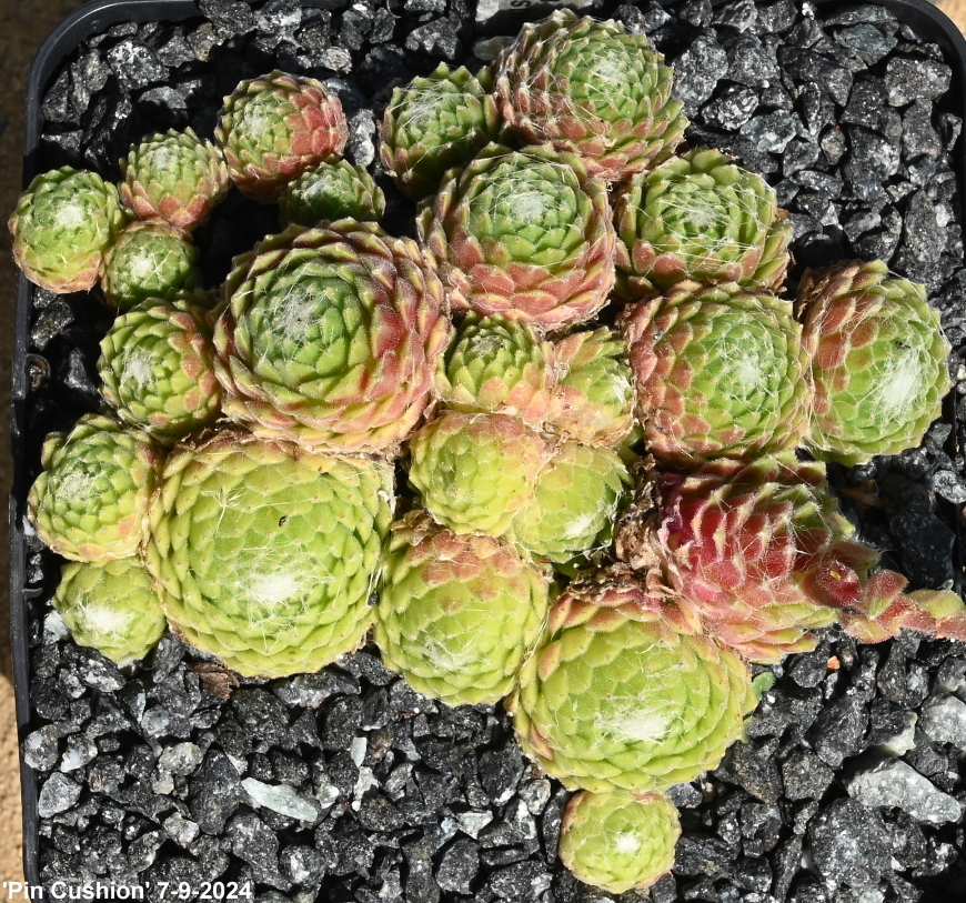Pin Cushion