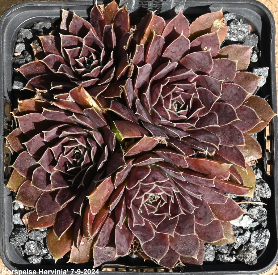 Korspelse Hervinia / Jovi