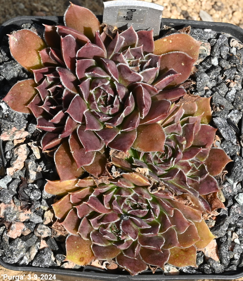 Purga / Jovi