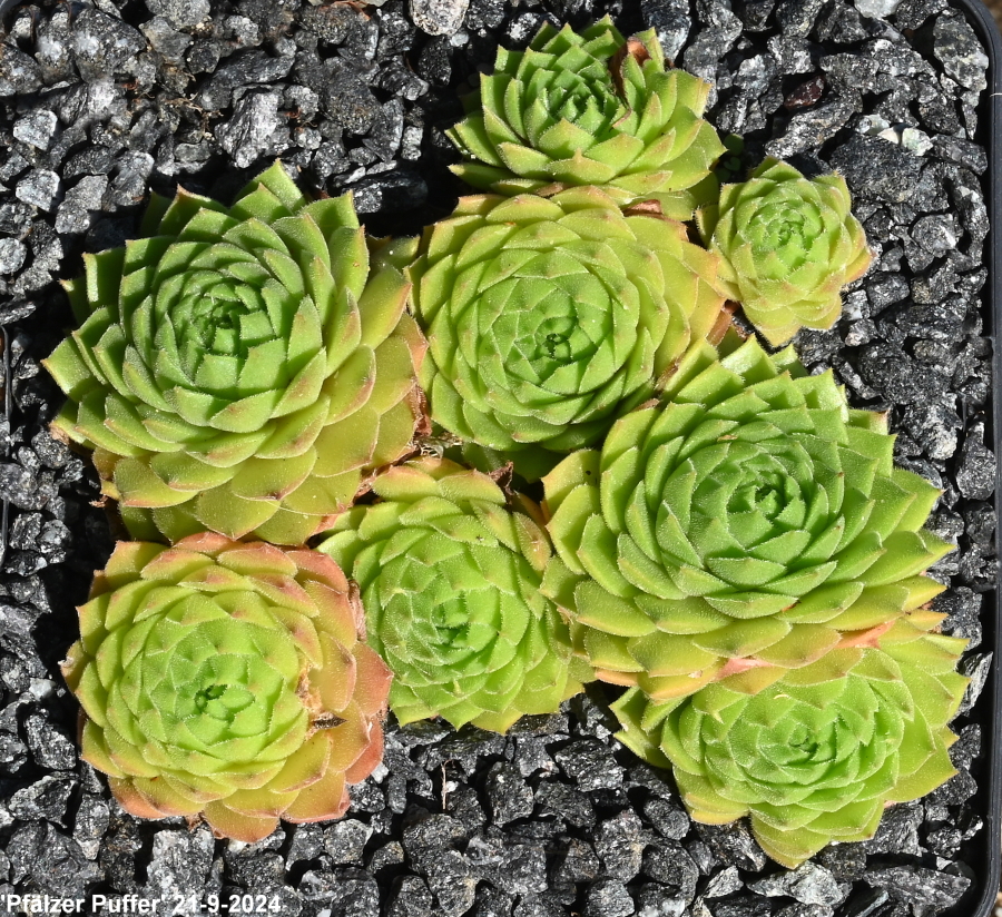Pfälzer Puffer