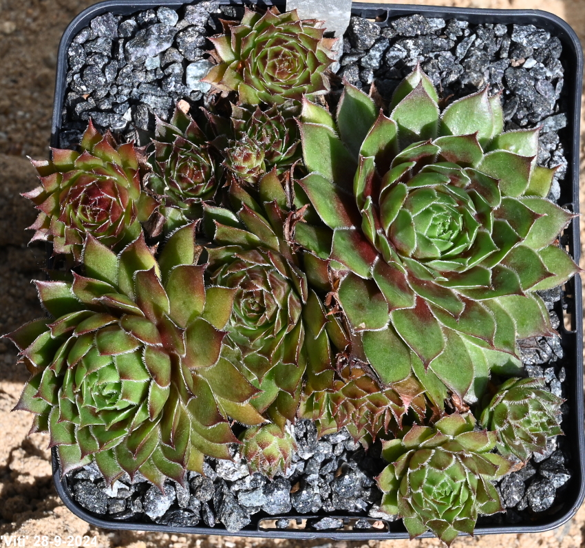 Viti