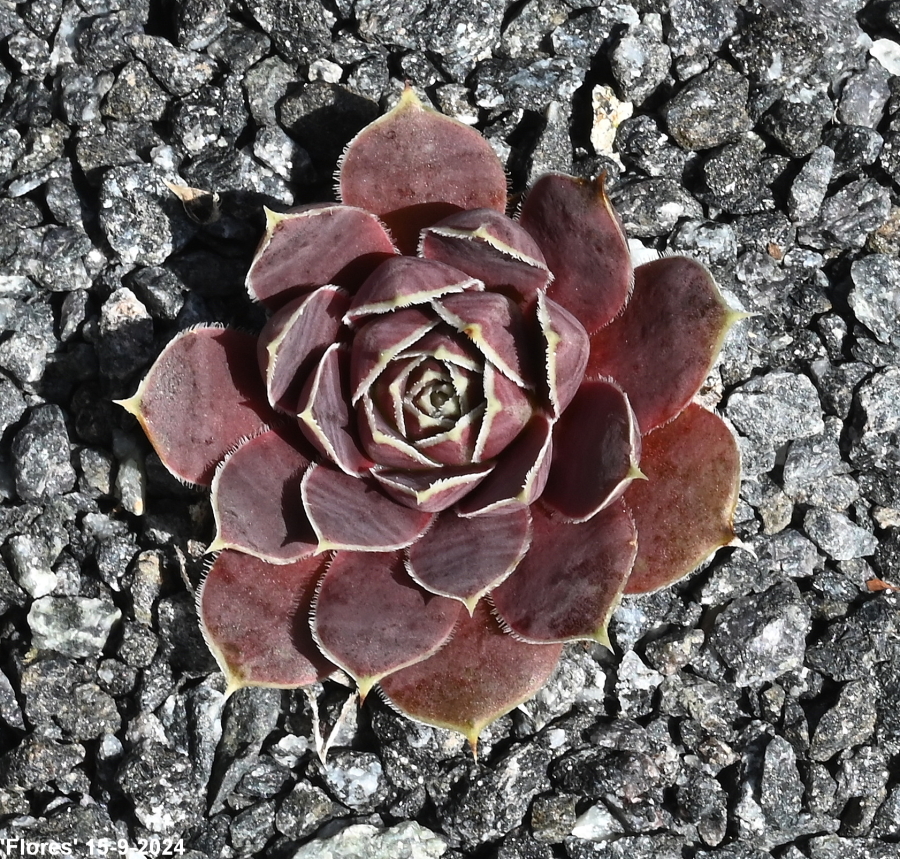 Flores / Jovi