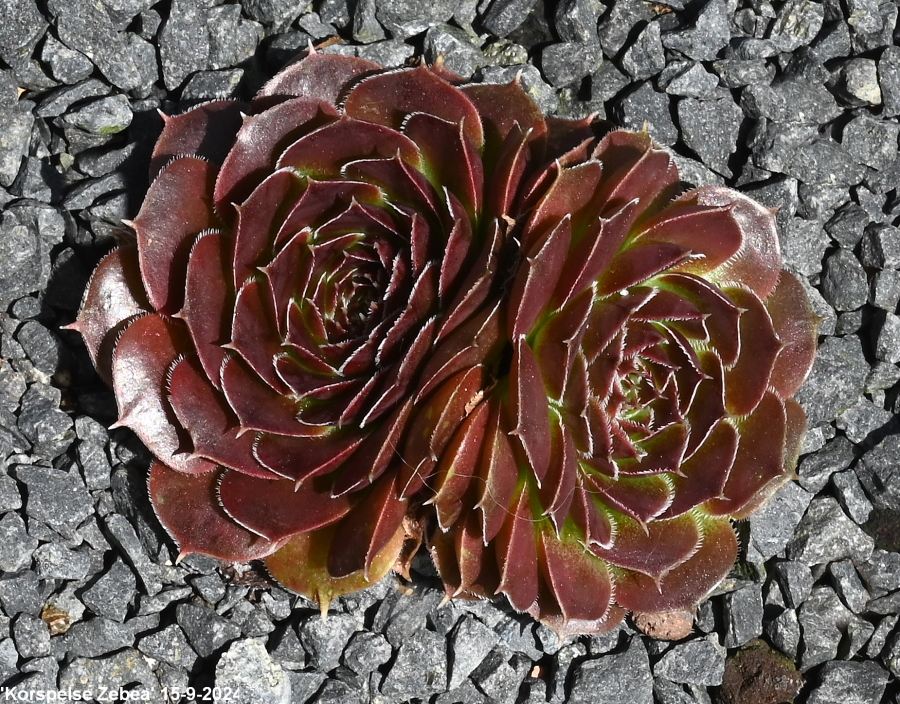 Korspelse Zebea / Jovi