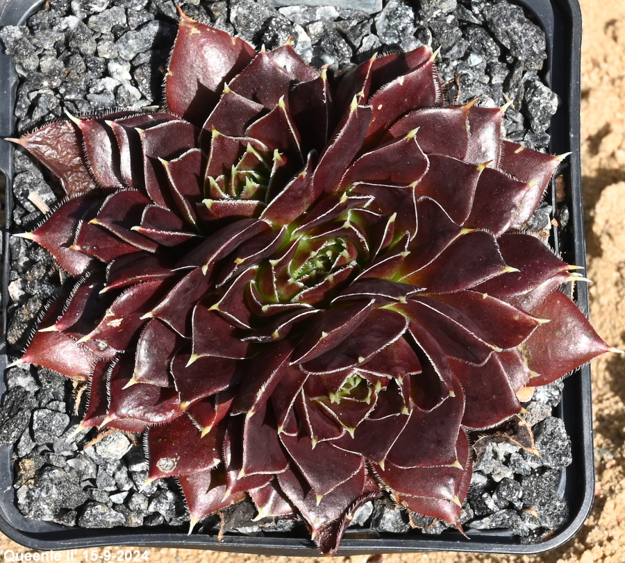 Queenie / Jovi ( II )