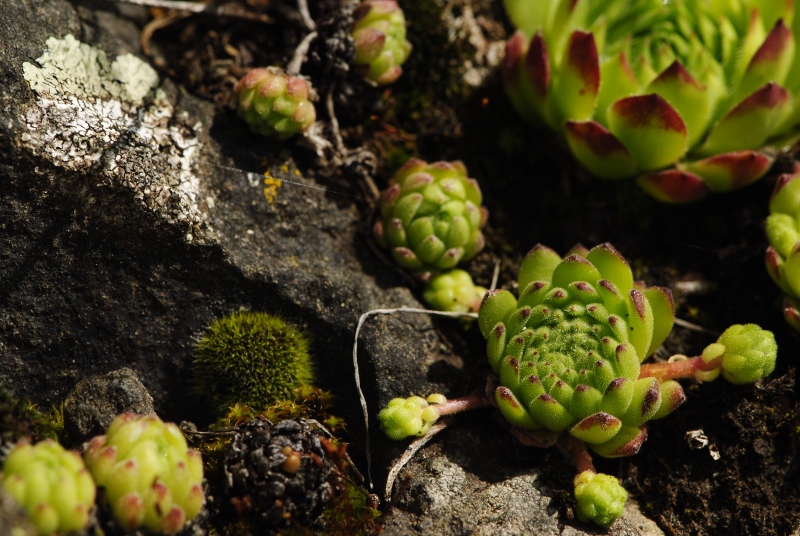 montanum ssp. montanum from Cian de Stanzón