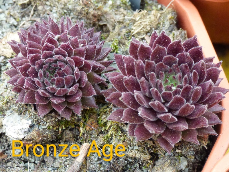 Bronze Age