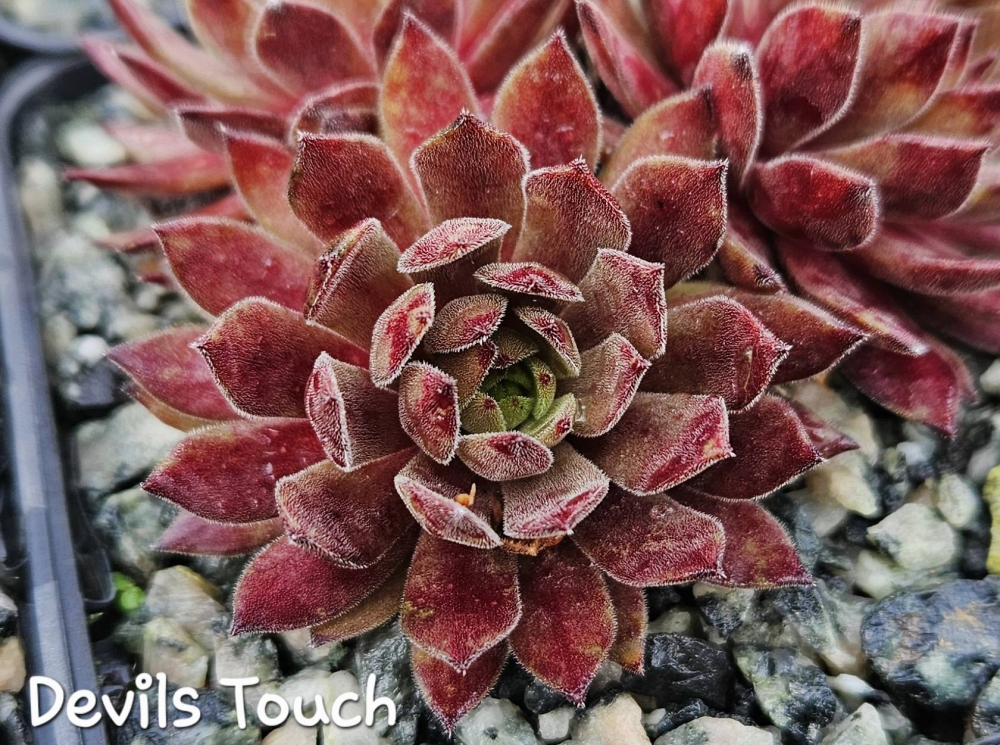 Devils Touch