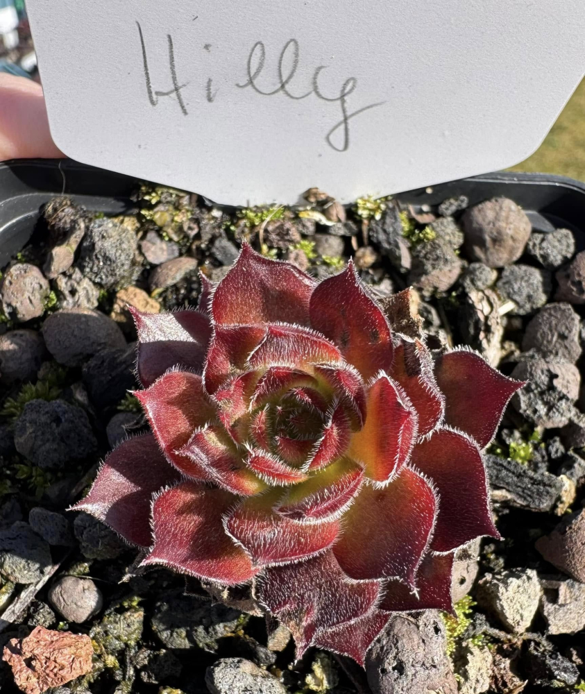 Hilly