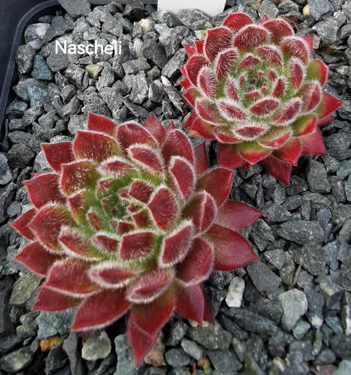 Nascheli