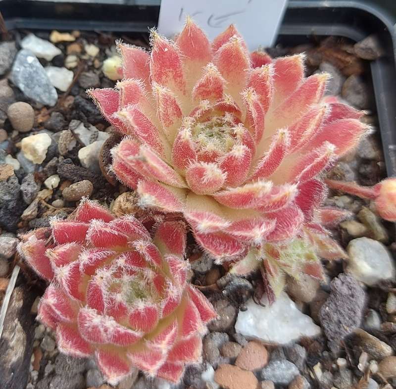 Strawberry Ice