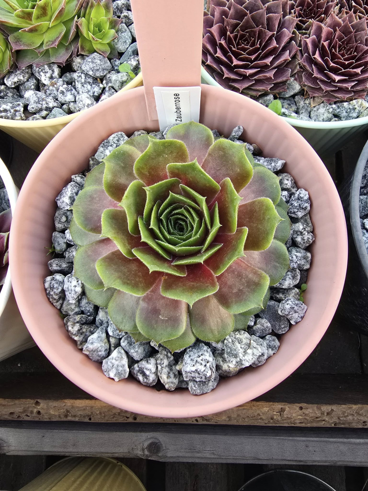 Zauberrose