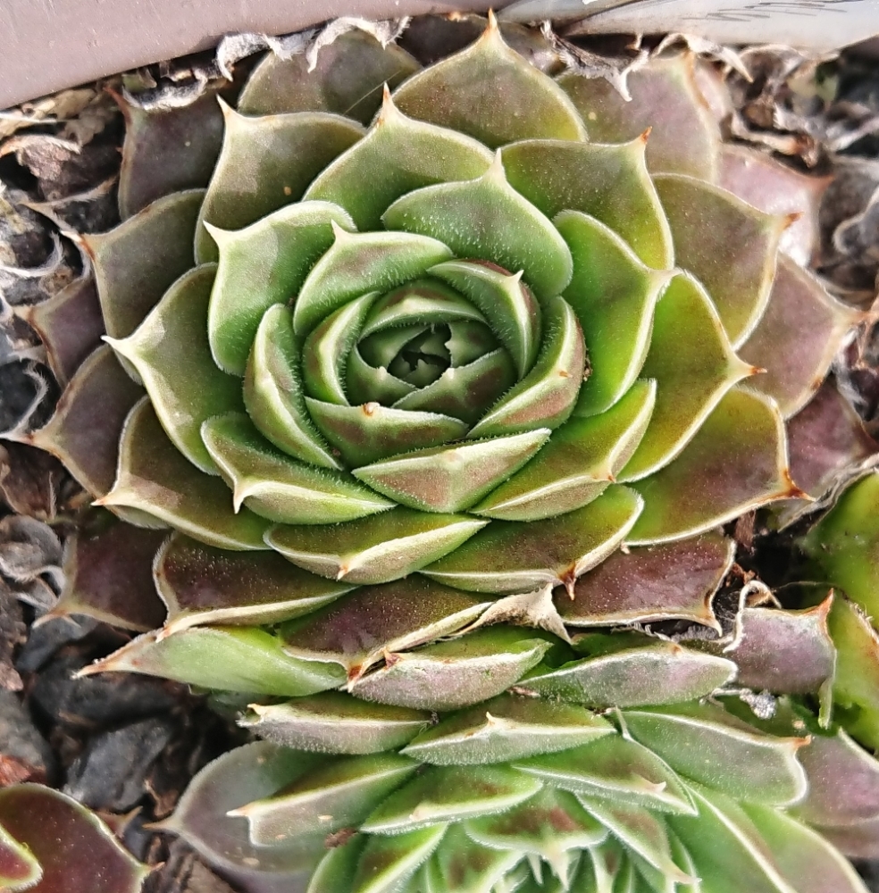 Tiporella
