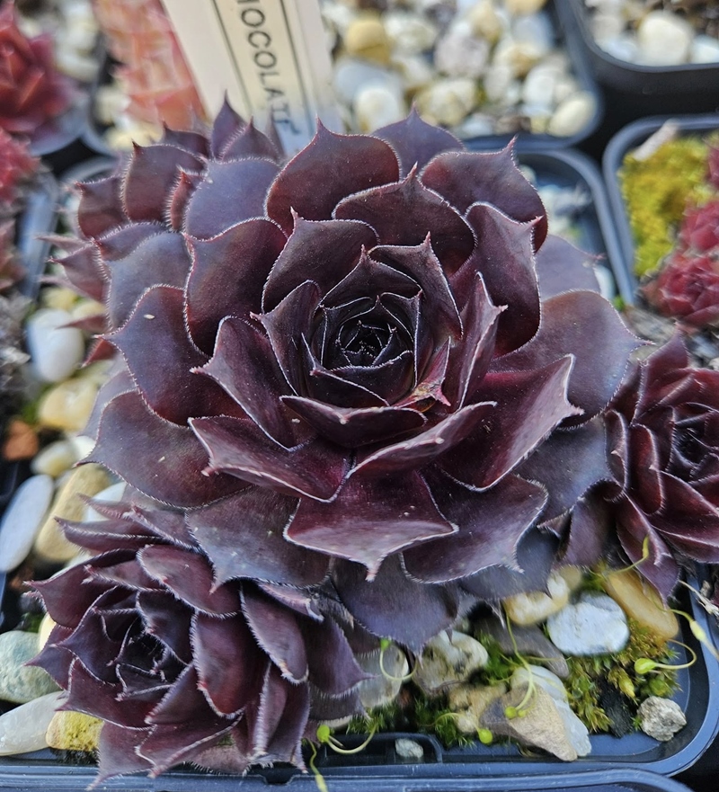 Chocolate