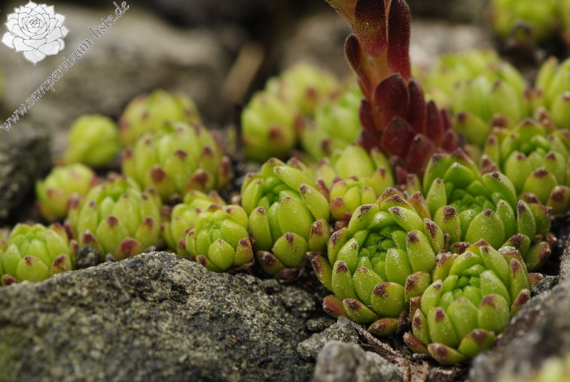 montanum ssp. montanum from Mesolina, W Abhang
