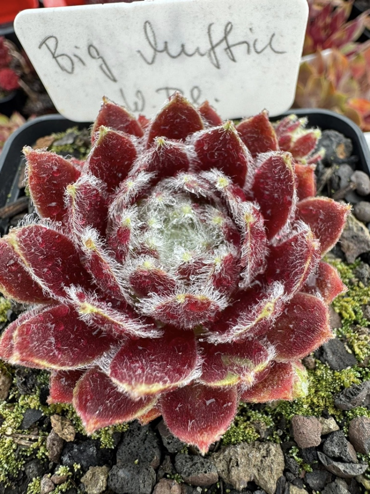 Big Muffin (NNG)