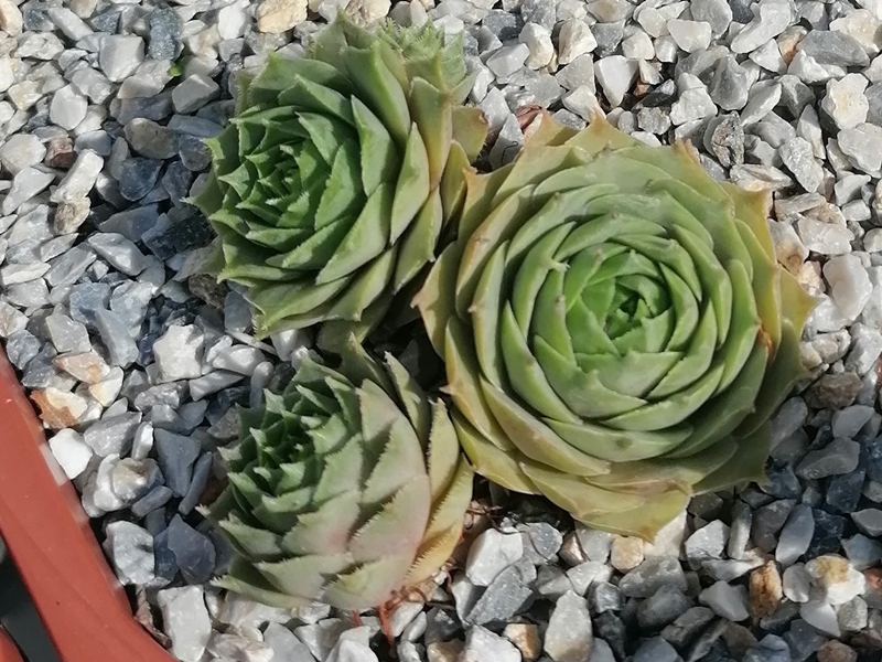Carma (NNG25)